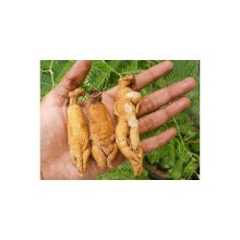 Мандрагора (Mandragora Officinarum - Mandrake), корень