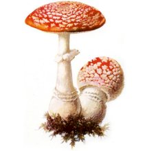 Мухомор Красный, Экстракт х10 (Amanita Muscaria)