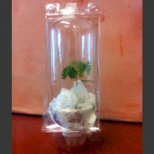 Купить Черенок Mimosa Hostilis plant Jurema, Tenuiflora